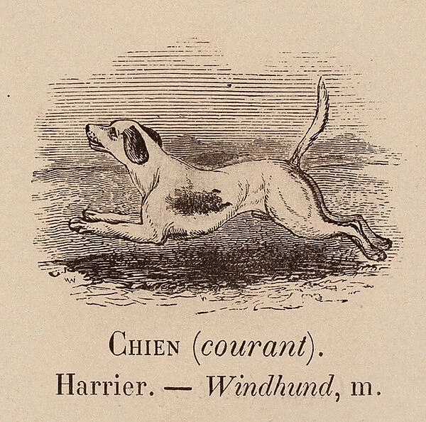 Le Vocabulaire Illustre: Chien (courant); Harrier; Windhund (engraving)