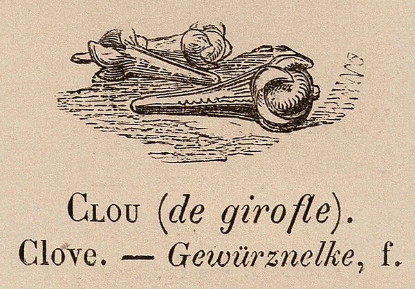 Le Vocabulaire Illustre: Clou (de girofle); Clove; Gewurznelke (engraving)