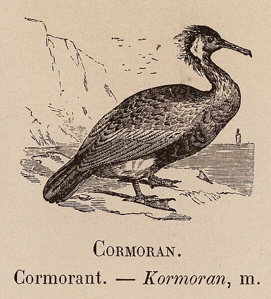 Le Vocabulaire Illustre: Cormoran; Cormorant; Kormoran (engraving)