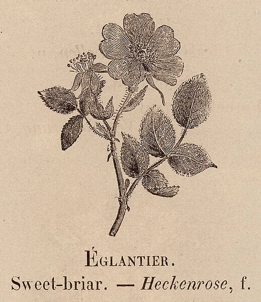 Le Vocabulaire Illustre: Eglantier; Sweet-briar; Heckenrose (engraving)