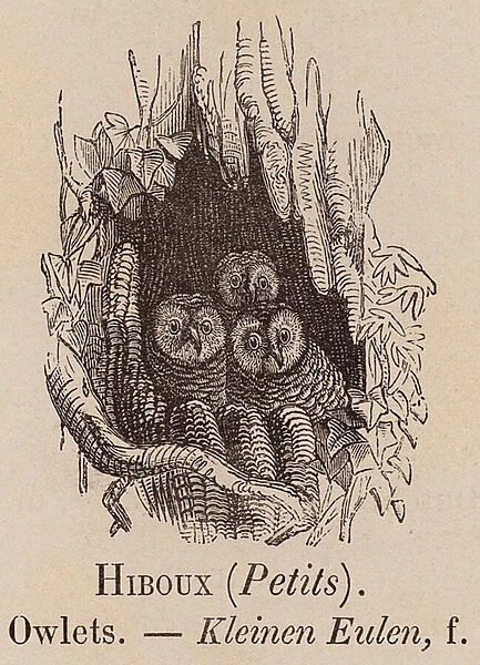 Le Vocabulaire Illustre: Hiboux (Petits); Owlets; Kleinen Eulen (engraving)
