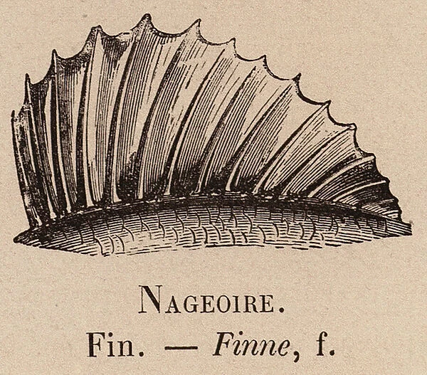 Le Vocabulaire Illustre: Nageoire; Fin; Finne (engraving)