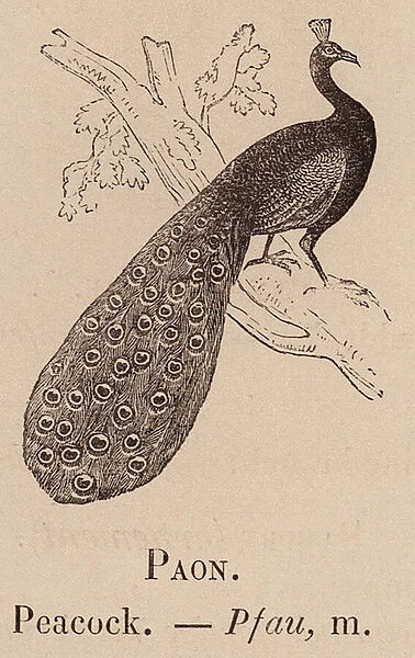 Le Vocabulaire Illustre: Paon; Peacock; Pfau (engraving)