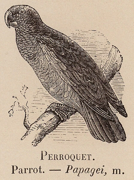Le Vocabulaire Illustre: Perroquet; Parrot; Papagei (engraving)