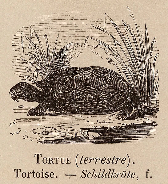 Le Vocabulaire Illustre: Tortue (terrestre); Tortoise; Schildkrote (engraving)