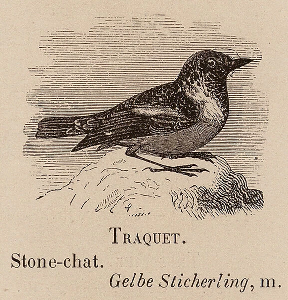Le Vocabulaire Illustre: Traquet; Stone-chat; Gelbe Sticherling (engraving)