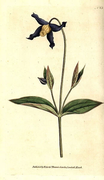Whole leaf clematite - whole-leaved clematis or virgins bower, Clematis integrifolia. Handcolured copperplate engraving after a botanical illustration from William Curtis The Botanical Magazine, Lambeth Marsh, London, 1787