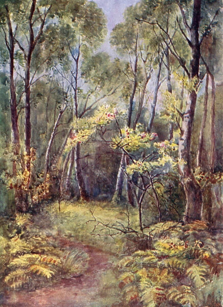 In Leigh Woods (colour litho)