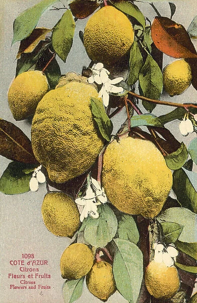 Lemons and lemons flowers (colour photo)