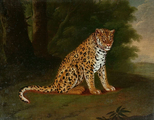 A Leopard in a landscape