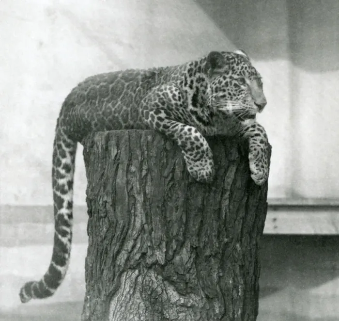 Framed Print : A Leopard lying on the top of a tree stump with its tail dangling down behind, London Zoo