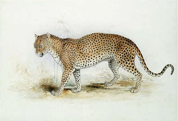 The Leopard (w  /  c on paper)