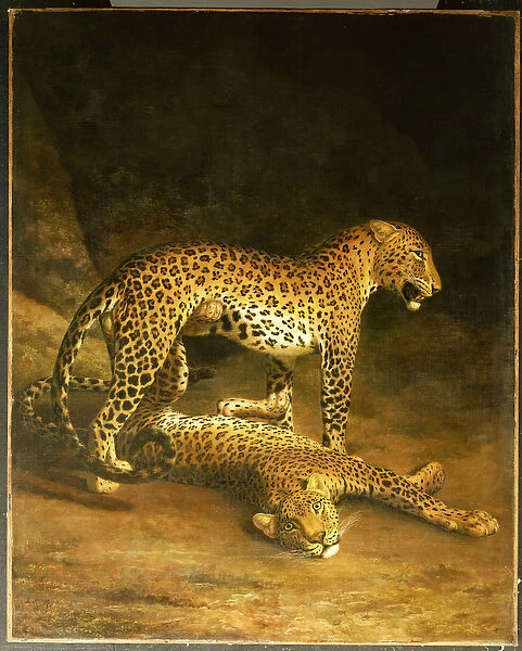 Two Leopards lying in the Exeter Exchange, 1808 (oil on canvas)
