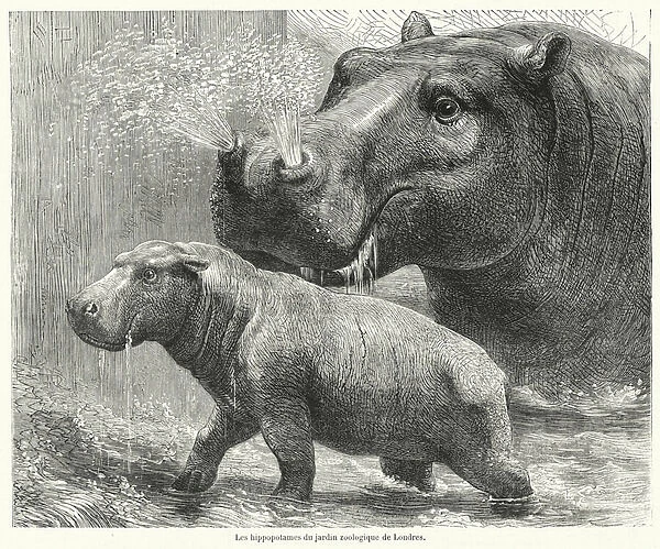 Les hippopotames du jardin zoologique de Londres (engraving)