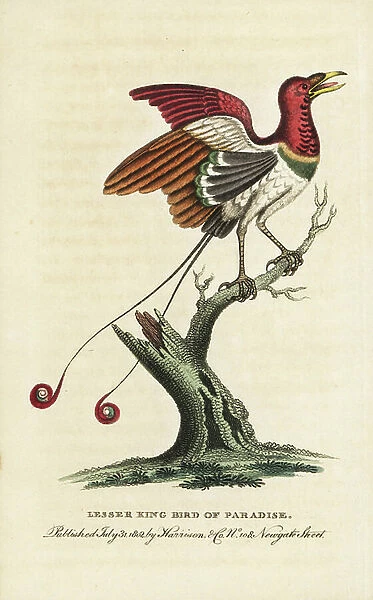 Lesser king bird of paradise, Cicinnurus regius. Illustration copied from George Edwards. Handcoloured copperplate engraving from '' The Naturalist's Pocket Magazine,'' Harrison, London, 1802