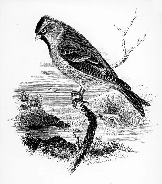 The Lesser Redpole, illustration from A History of British Birds by William Yarrell