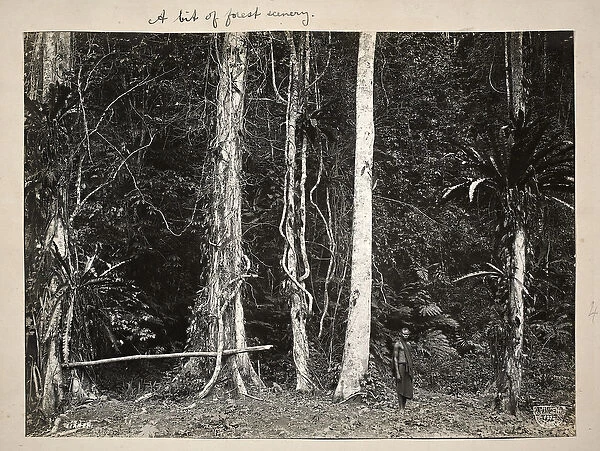 Lianen, or climbing plants, 1904 (platinum print)