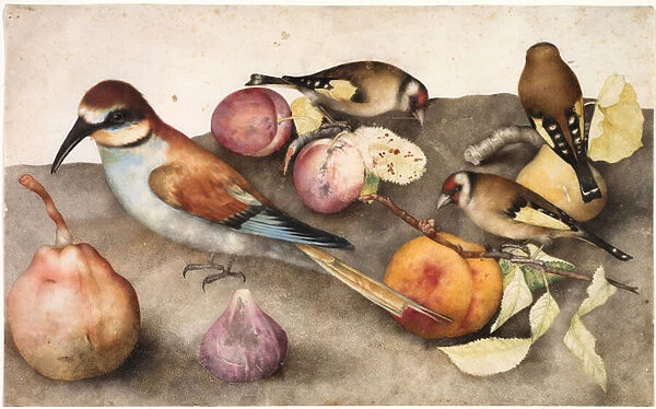 Still Life with Birds and Fruit, c. 1650 (w  /  c with graphite, heightened with lead white)