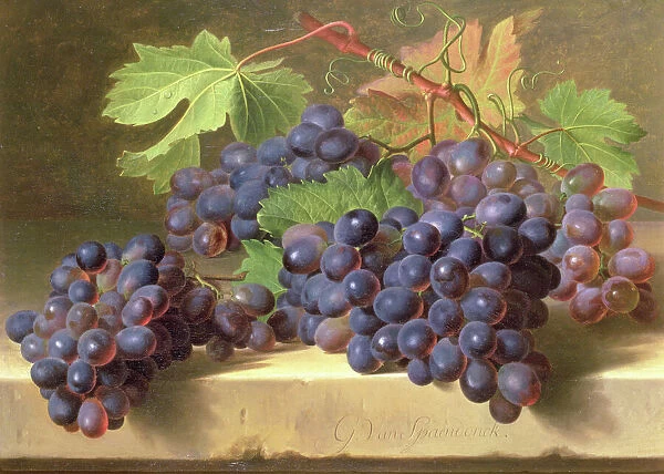 A Still Life of Grapes Resting on a Marble Ledge