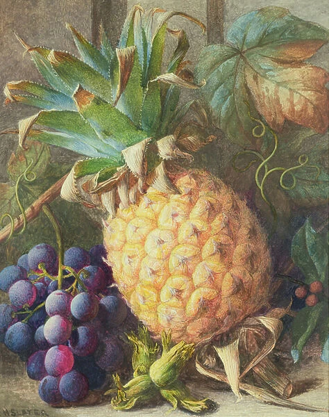 Still Life of a Pineapple and Grapes (w  /  c and gouache)