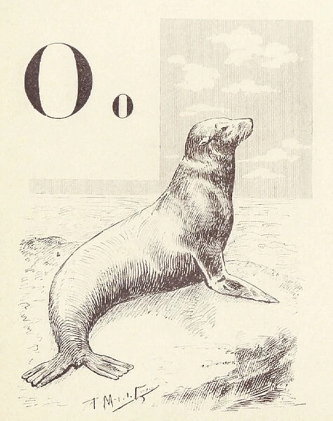 Or like Sea Lion, 1901 (illustration)