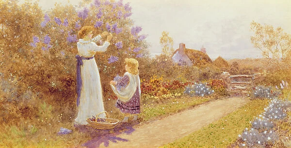 Lilacs, 1899 (w  /  c on paper)