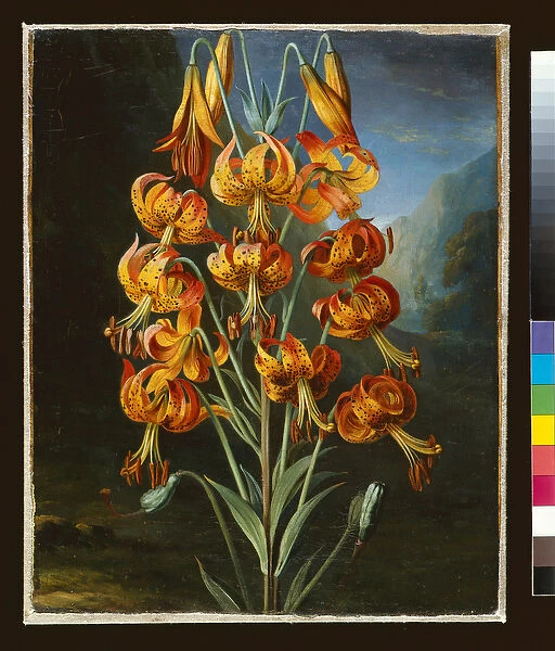 Lilium Superbum, painted for R. J. Thorntons Temple of Flora, c. 1798