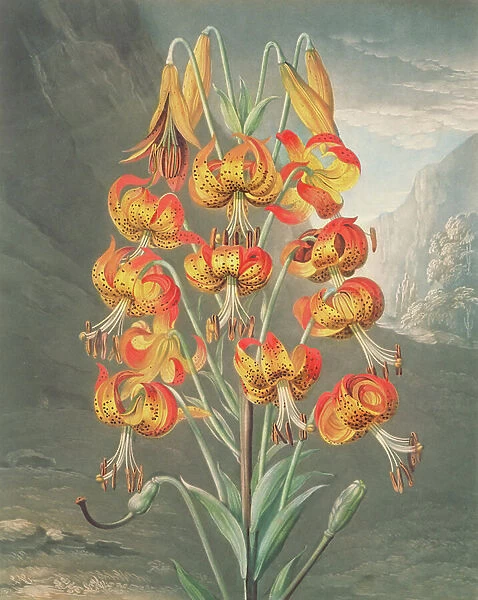Lily: Lilium superbum, by William Ward after Philip Reinagle, published 1799-1807 in R.J.Thornton's 'Temple of Flora'