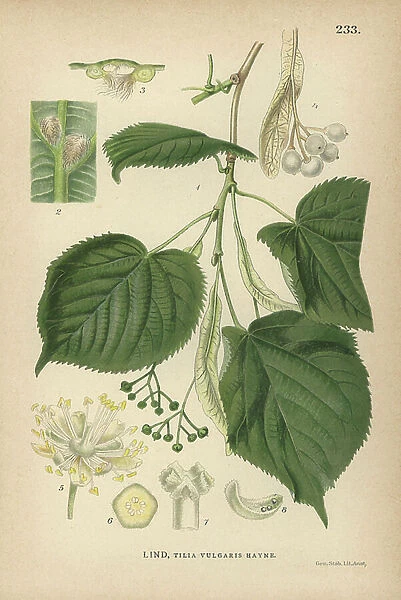 Lime tree, Tilia vulgaris Hayne