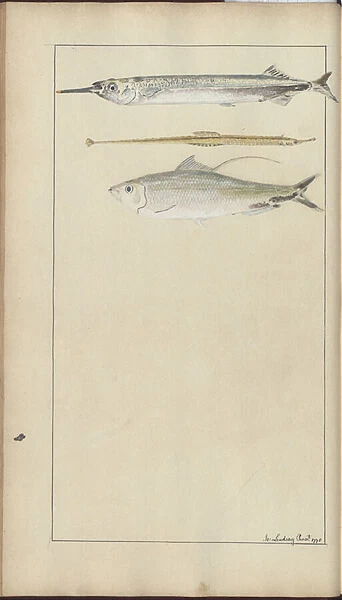 Lindsay Drawings Vol. VII, 10, 1760-1780s (w  /  c on paper)