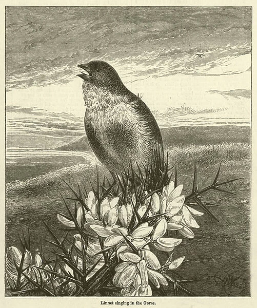 Linnet singing in the Gorse (engraving)