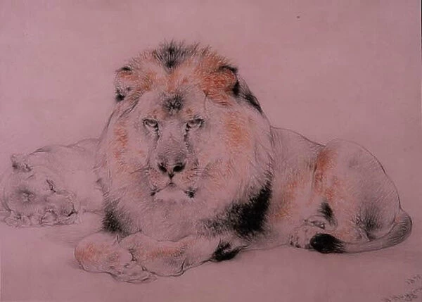 Lion and Lioness, 1875 (charcoal and sanguine)