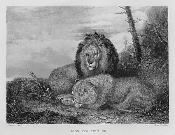 Lion and Lioness (engraving)