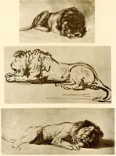 Three lion studies