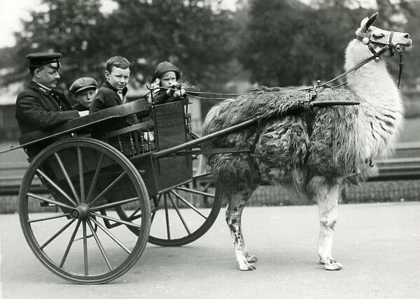 A Llama Cart ride with keeper and children at London Zoo, May 1914 (b  /  w photo)