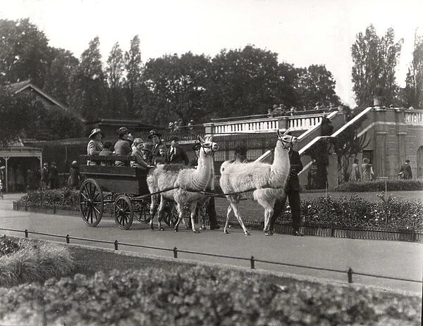 The Llama ride - once a feature at ZSL London Zoo, September, 1923 (b  /  w photo)