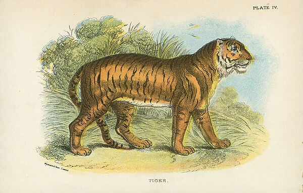 Tiger. LLM458139 Tiger by English School, (19th century); Private Collection; (add.info.