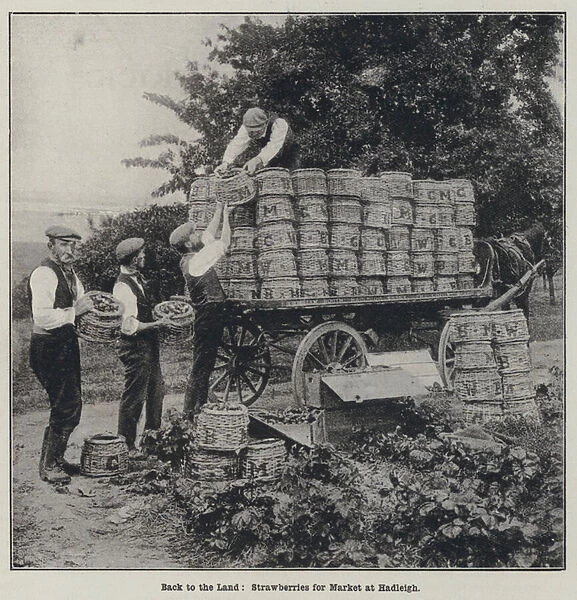 Loading strawberries for market onto a horse-drawn cart at Hadleigh, Essex (b  /  w photo)