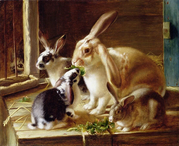 Long-eared rabbits in a cage, watched by a cat