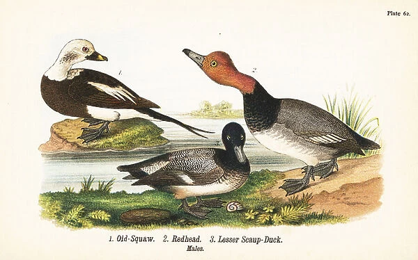 Long-tailed duck, Clangula hyemalis 1, redhead, Aythya americana 2, and lesser scaup, Aythya affinis 3