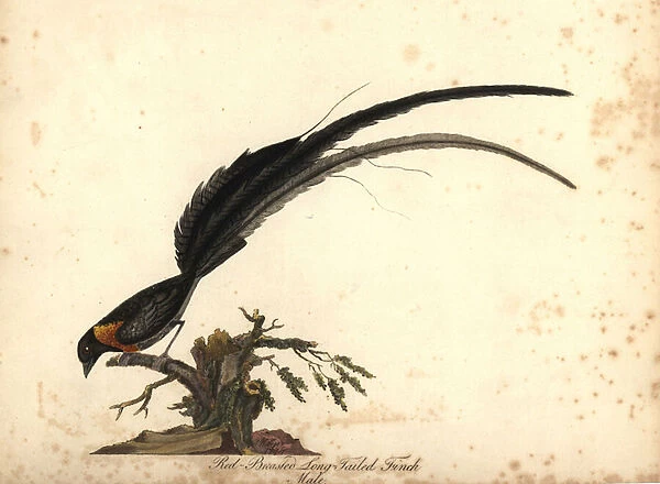 Long-tailed paradise whydah, Vidua paradisaea, male. (Red-breasted long-tailed finch, Emberiza paradisaea) Handcoloured copperplate engraving of an illustration by William Hayes from Portraits of Rare