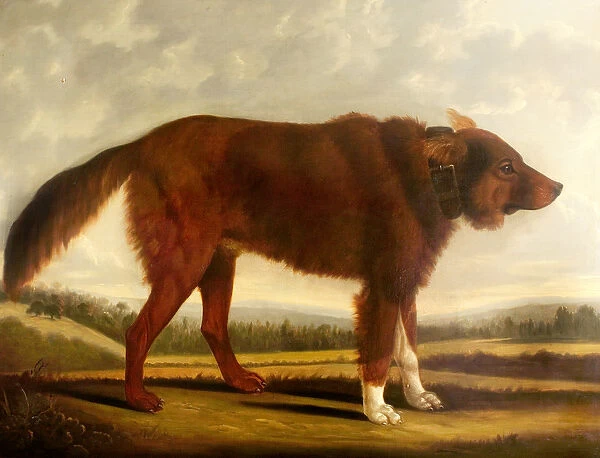 Lord Byrons Dog Lyon (The Wolf Dog), 1808 (oil on canvas)
