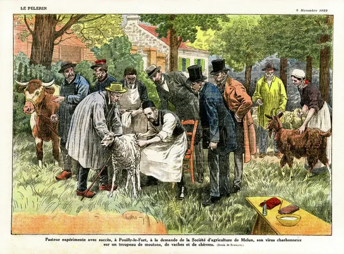 Framed Print : Louis Pasteur experiments with his anthrax virus, 1922 (print) Framed Print : Louis Pasteur experiments with his anthrax virus, 1922 (print)