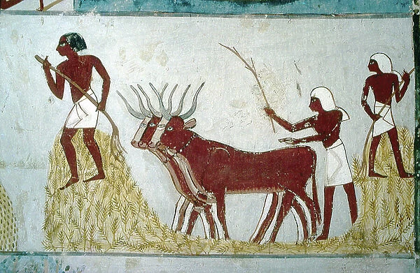 Luxor, Thebes: Tombs of the nobles: the tomb of Nakht. Agricultural scene. Vallee of the Nobles