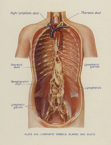 Lymphatic Vessels, Glands, and Ducts (colour litho)