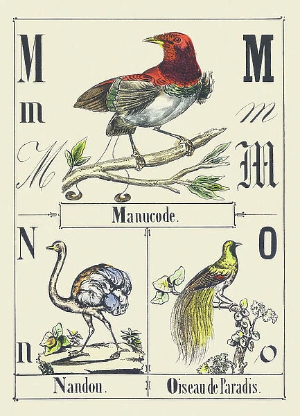 M N O: Manucode, Nandou, Bird of Paradise, c1880-1900 (illustration)