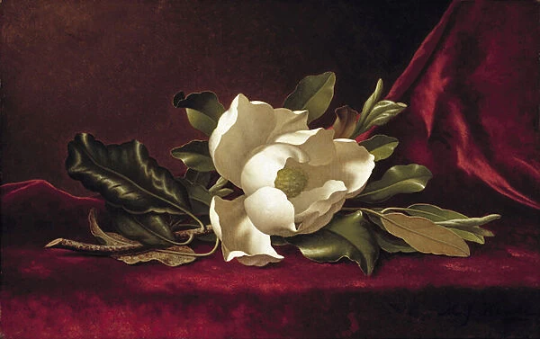 The Magnolia Blossom, 1888 (oil on canvas)