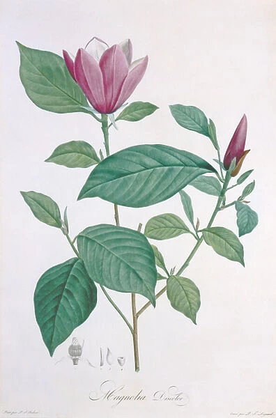 Magnolia discolor, engraved by Legrand (colour litho)