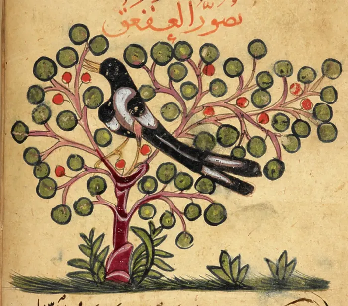 Framed Print : Magpie. BL3292247 Magpie.; British Library, London, UK; (add.info.