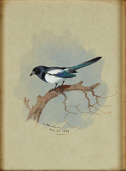 Magpie on a Branch (ink & w  /  c)